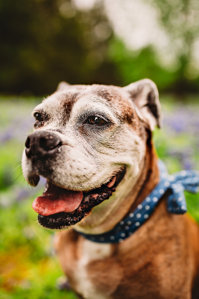sweet senior dog | ©Tabatha O'Brien Photography | on location dog photography, Rockwall, TX