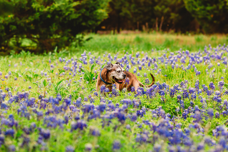 senior dog in field of Bluebonnets, Rockwall/Dallas pet photography | ©Tabatha O'Brien Photography 