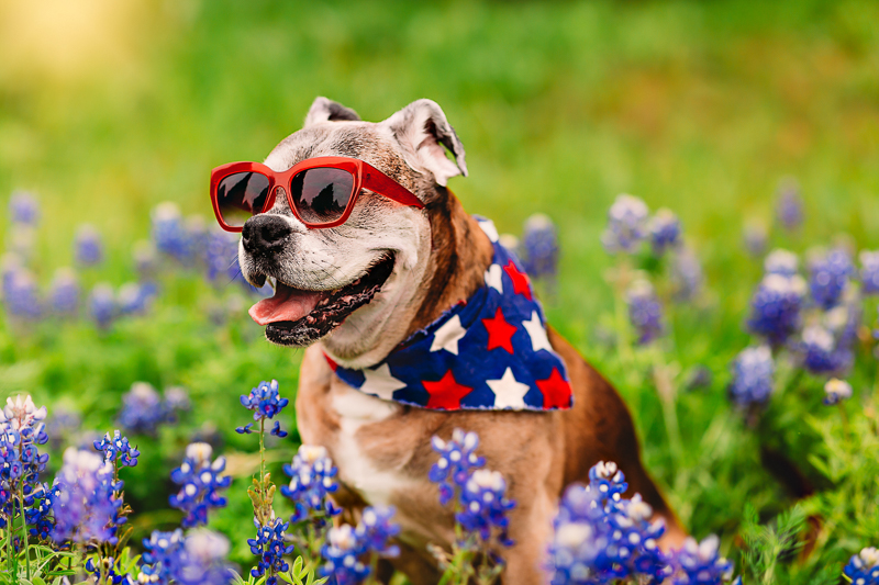 old dog wearing blue bandana with red and white stars, red sunglasses sitting in bluebonnet field | ©Tabatha O'Brien Photography | modern on location pet portraits, Rockwell, Texas
