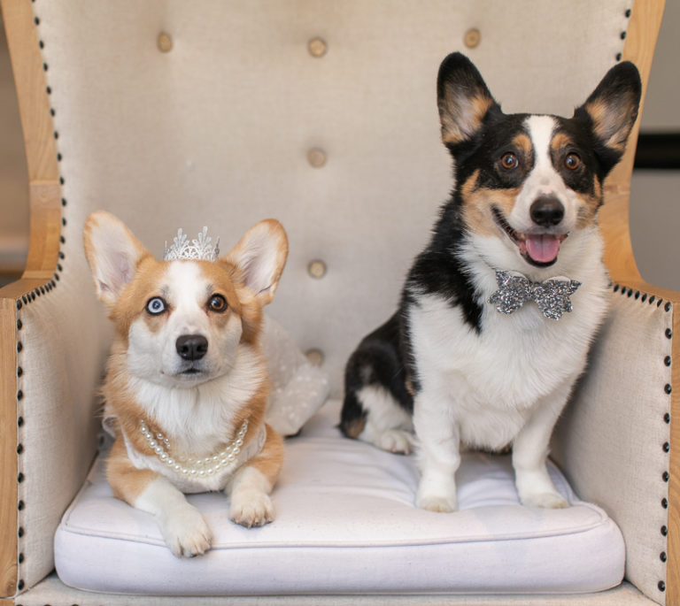 Best (Wedding) Dogs Wedding Attire for Dogs Daily Dog Tag