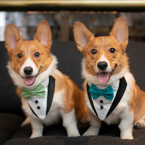 Best (Wedding) Dogs:  Wedding Attire for Dogs
