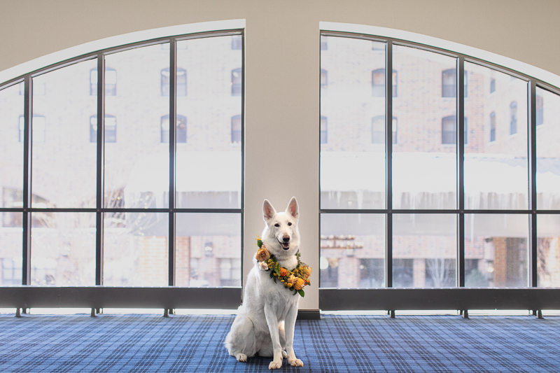 wedding dog attire ideas, white shepherd wearing floral wreath ©K Schulz Photography, Minnesota pet and wedding photography