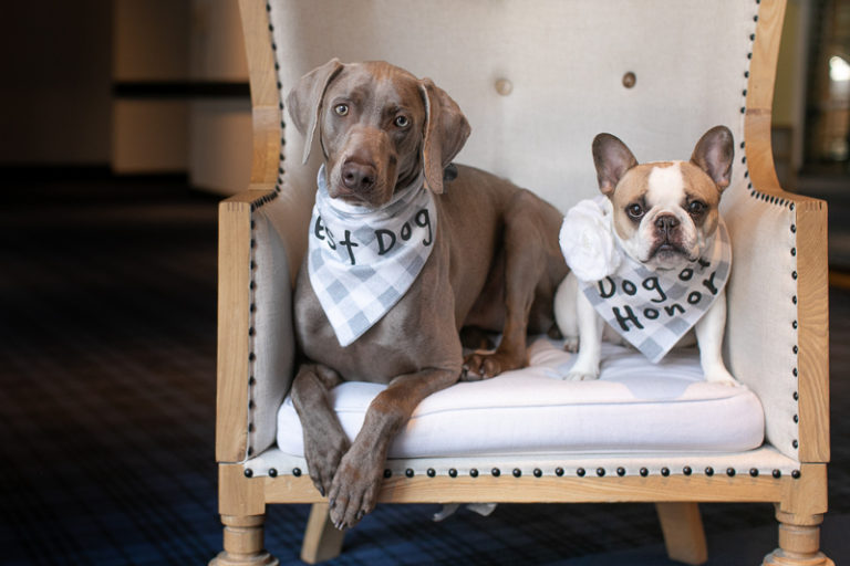 Best (Wedding) Dogs Wedding Attire for Dogs Daily Dog Tag