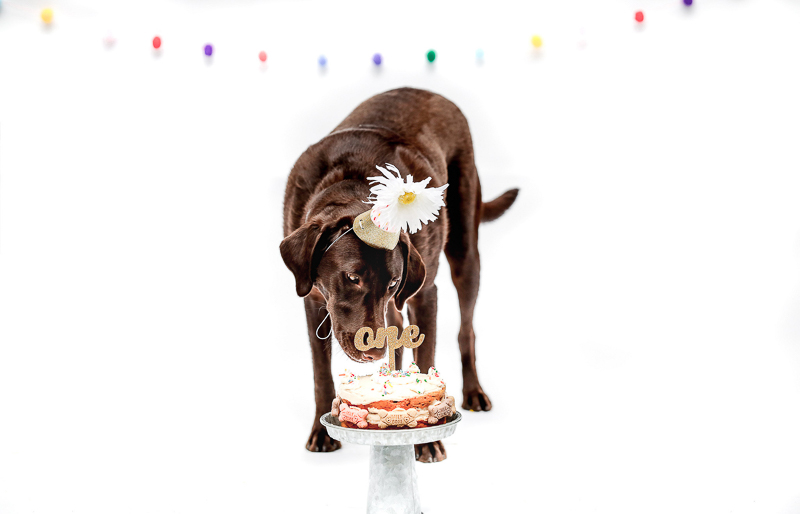 dog eating her birthday cake while wearing her hat | ©designs HOBBY Photography | studio dog photography, Medford, MA