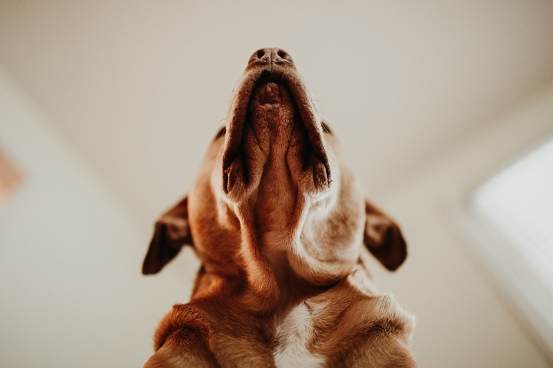 dog photography, looking up at dog | ©Amanda Moss Photography | lifestyle dog portraits, Charlotte, NC
