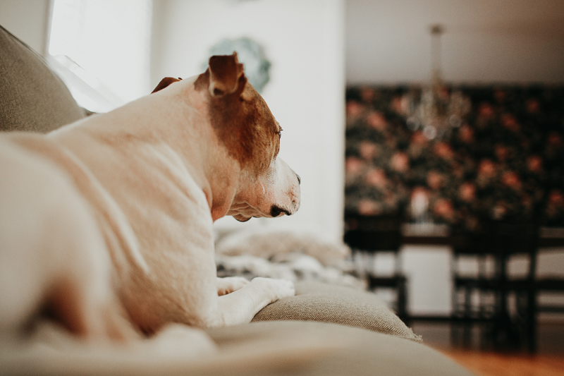 dogs on furniture, lifestyle dog photography | ©Amanda Moss Photography