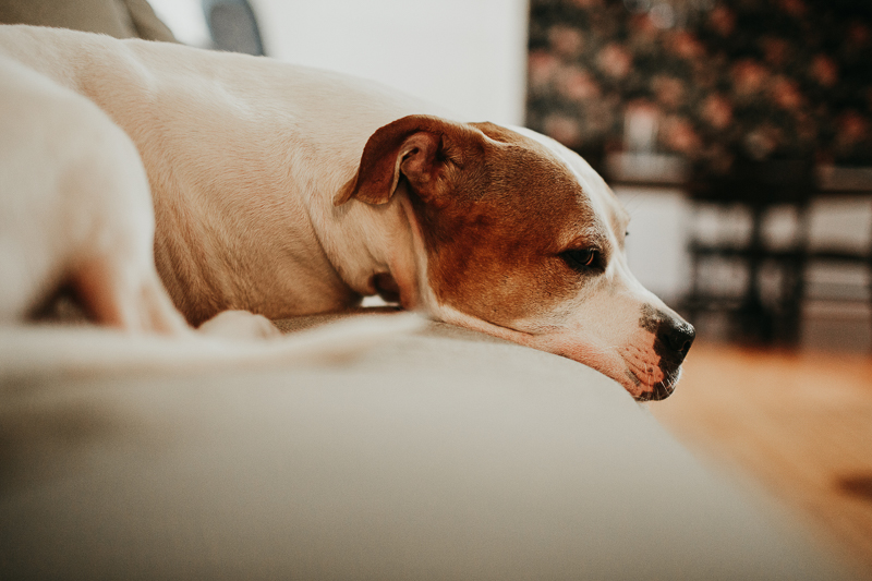 white and brown senior mix lying on sofa, in home portrait session | ©Amanda Moss Photography | lifestyle dog portraits, Gastonia, NC