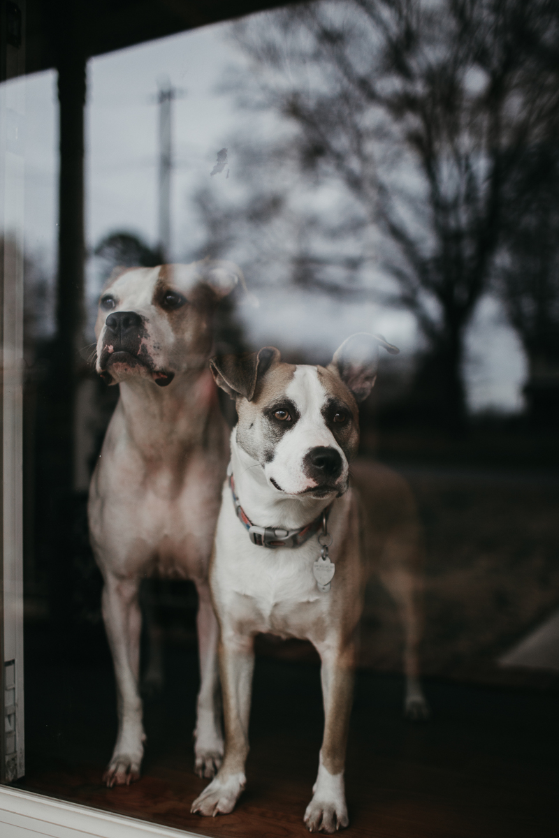 two dogs looking out sliding glass door, ©Amanda Moss Photography | lifestyle dog portraits, Gastonia, NC