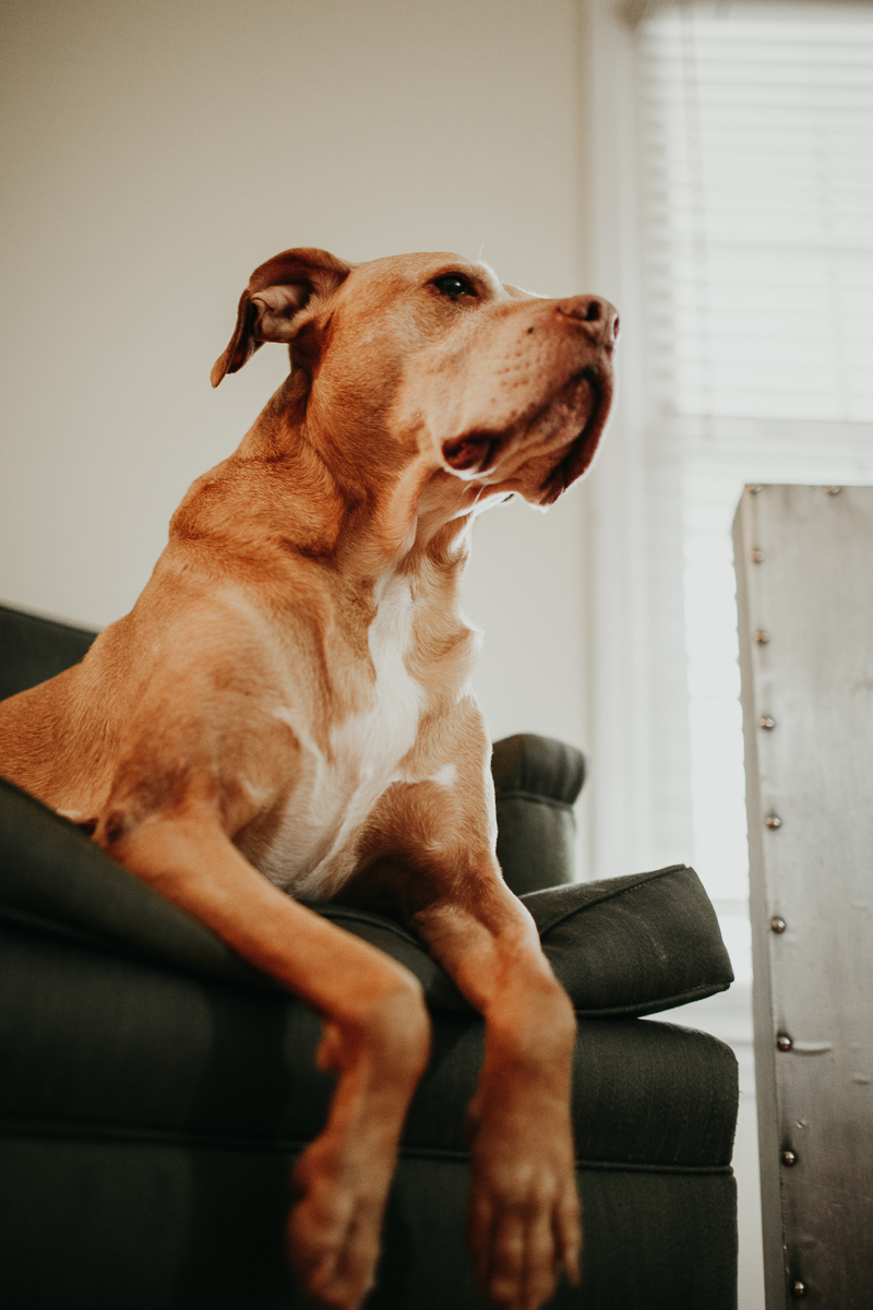 senior dog, in home dog portraits, ©Amanda Moss Photography | Gastonia, NC