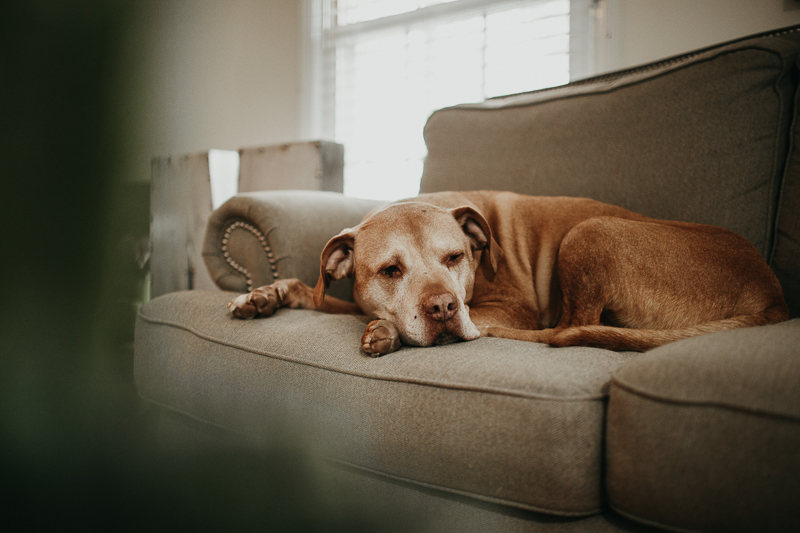 old dog resting on sofa, on location dog portraits ©Amanda Moss Photography | Gastonia, NC