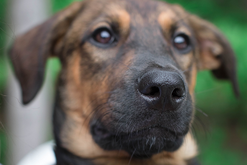 close up of German Shepherd mix puppy, lifestyle pet photography | ©Impressions Photography 