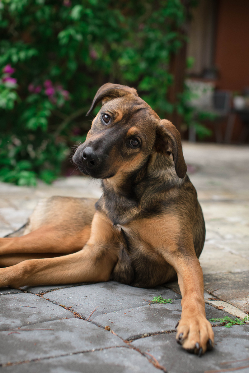 5 month old Shepherd mix lounging on patio ©Impressions Photography | lifestyle dog photography Fort Myers, FL,
