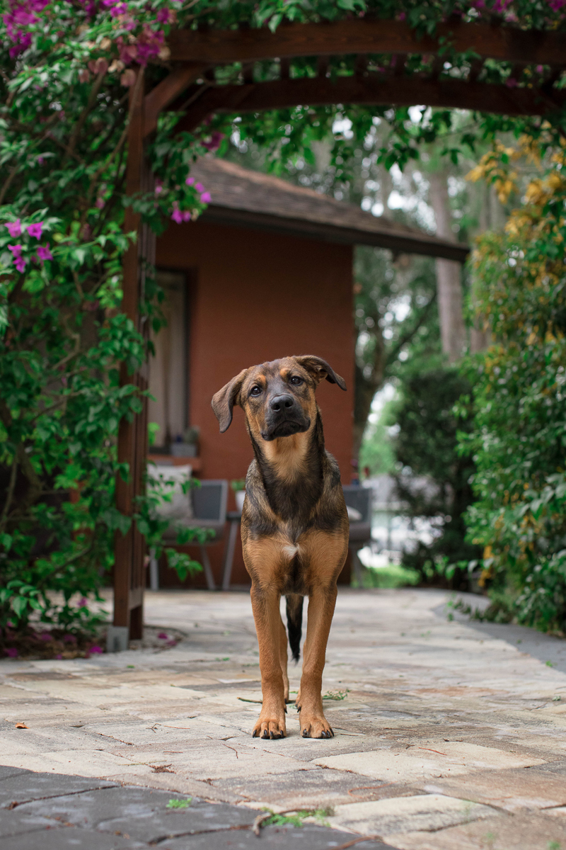 German Shepherd standing on patio, lifestyle pet photography | ©Impressions Photography