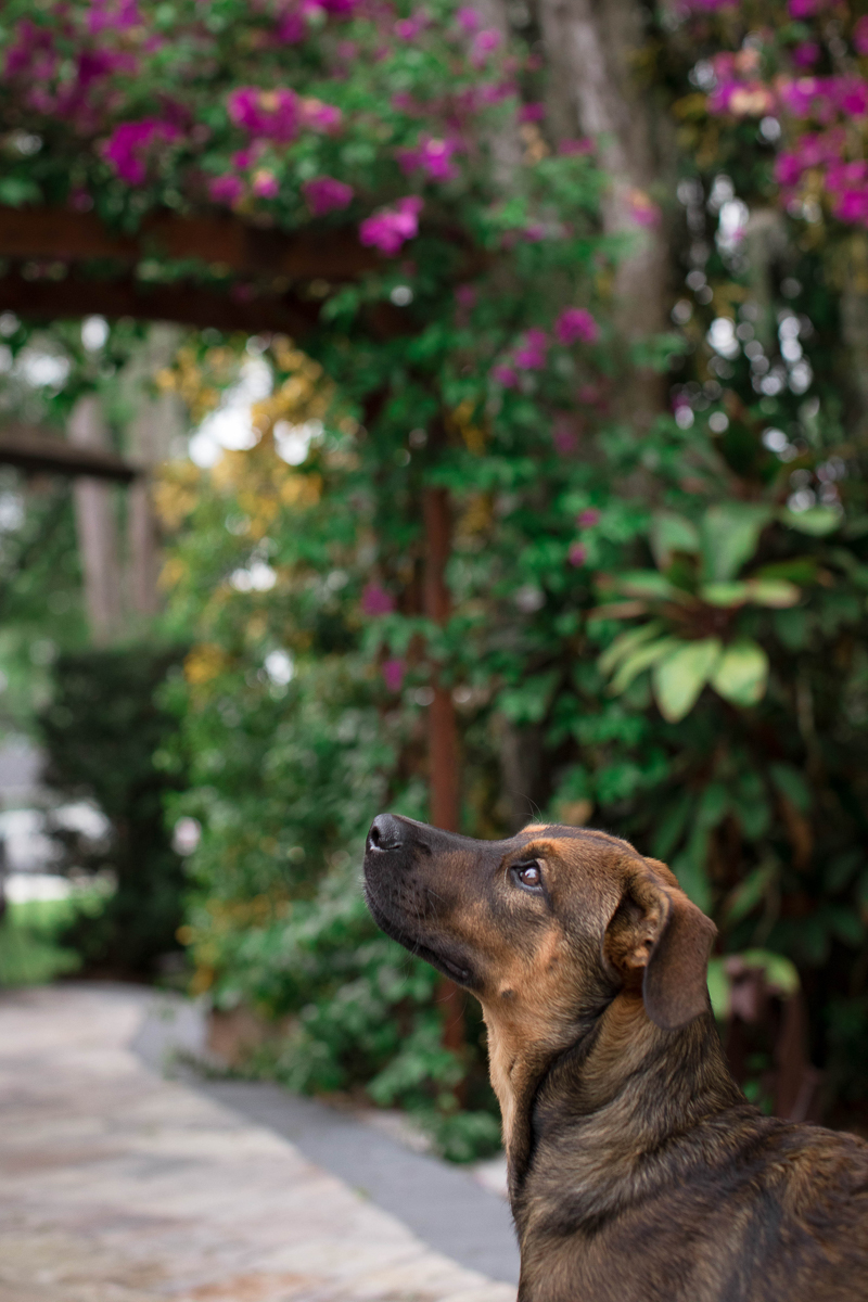 German Shepherd mix puppy with flowering vine in background | ©Impressions Photography | lifestyle dog photography Fort Myers, FL,