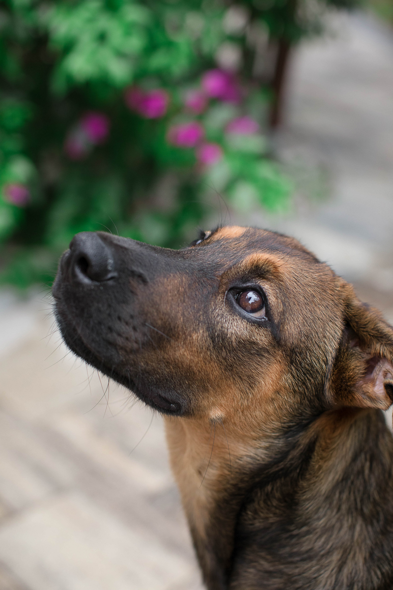 German Shepherd/Lab mix puppy, lifestyle dog photography Fort Myers, FL, ©Impressions Photography