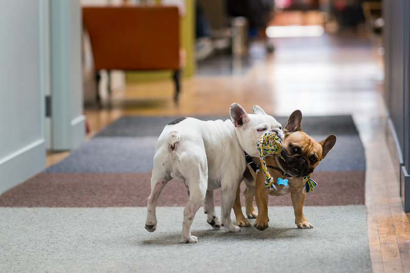 French Bulldogs playing with a rope toy | ©Robert Evans Studios
