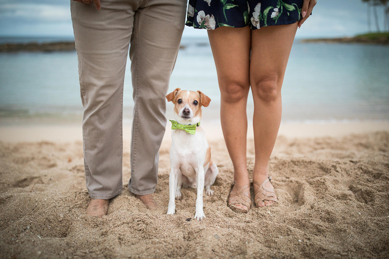 cute mixed breed wearing green bow tie on beach, ©VIVIDfotos, Hawaiian engagement session