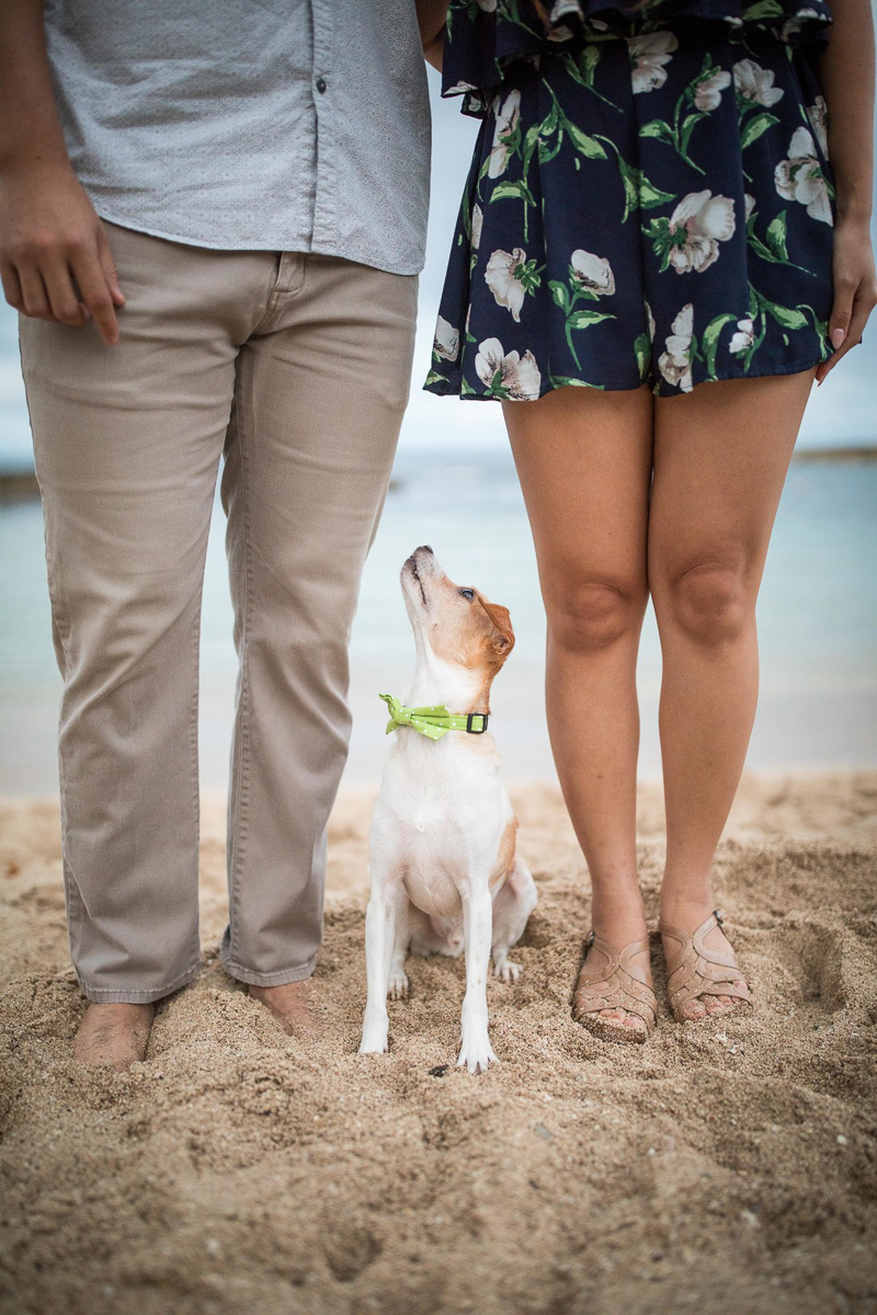 adorable mixed breed dog sitting on sandy beach looking up at man | ©VIVIDfotos dog-friendly engagement photos, Kapolei, Hawaii