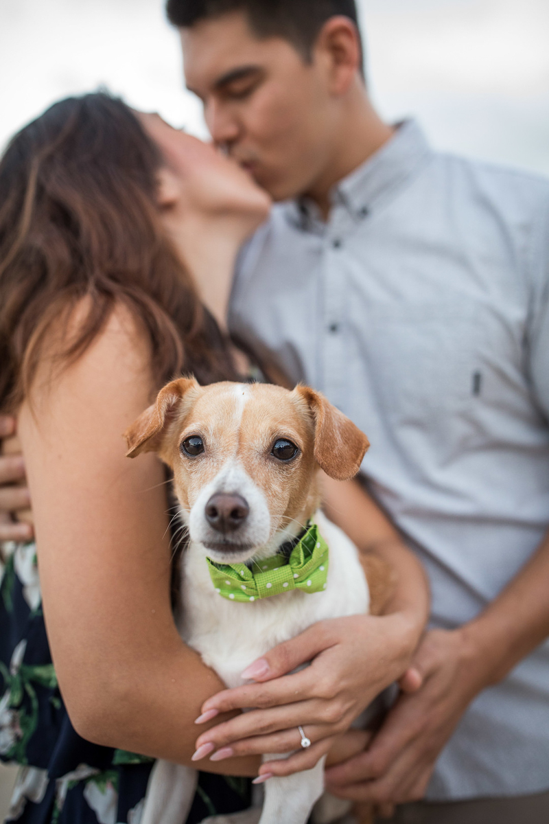 Jack Russell mix, lifestyle dog photography, including dogs in engagement sessions | ©VIVIDfotos