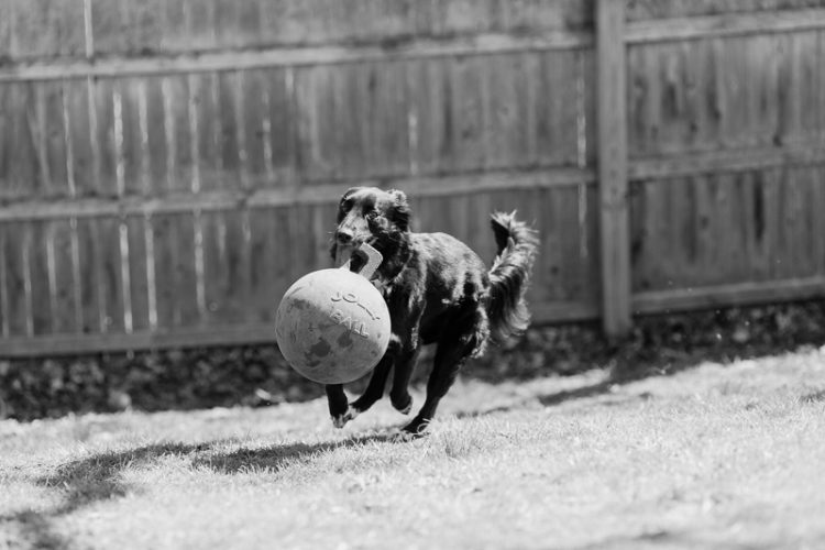 dog playing in backyard