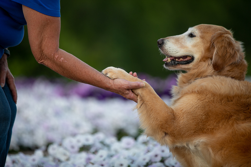Golden Retriever shaking hands, lifestyle dog photography | ©K Schulz Photography, Minnesota Pet Photography