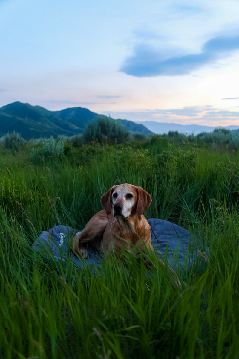Lab/Golden Retriever mix laying on bed in tall grass, Emigration Canyon, Utah | ©Halie West Photography