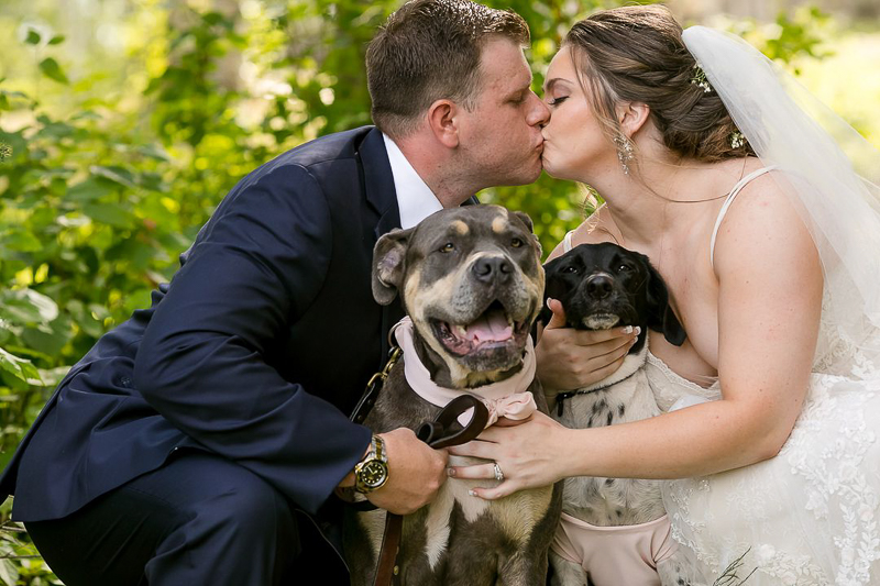 bride and groom kissing, Cane Corso mix and Pointer mix between them, | ©Jeannine Marie Photography, 