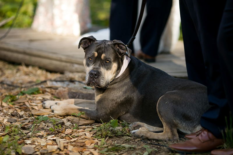 Cane Corso mix, wedding dog | ©Jeannine Marie Photography, 