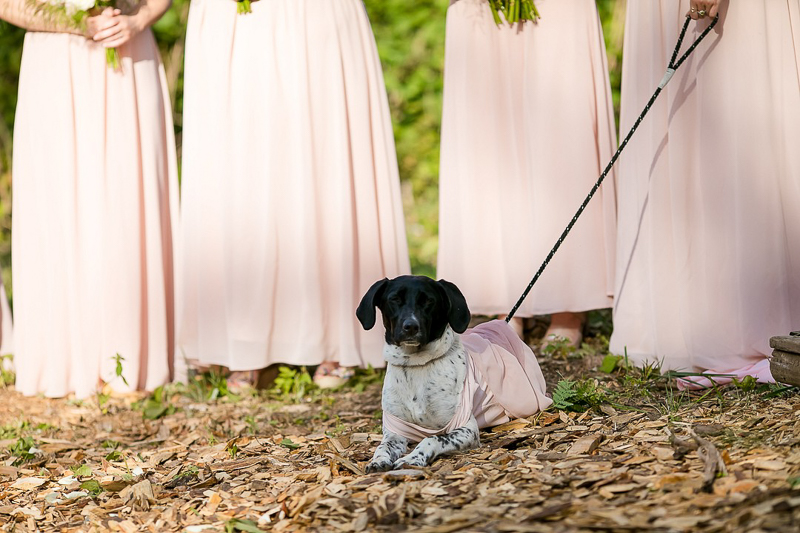Pointer mix in bridesmaid dress, dog-friendly wedding ideas | ©Jeannine Marie Photography,