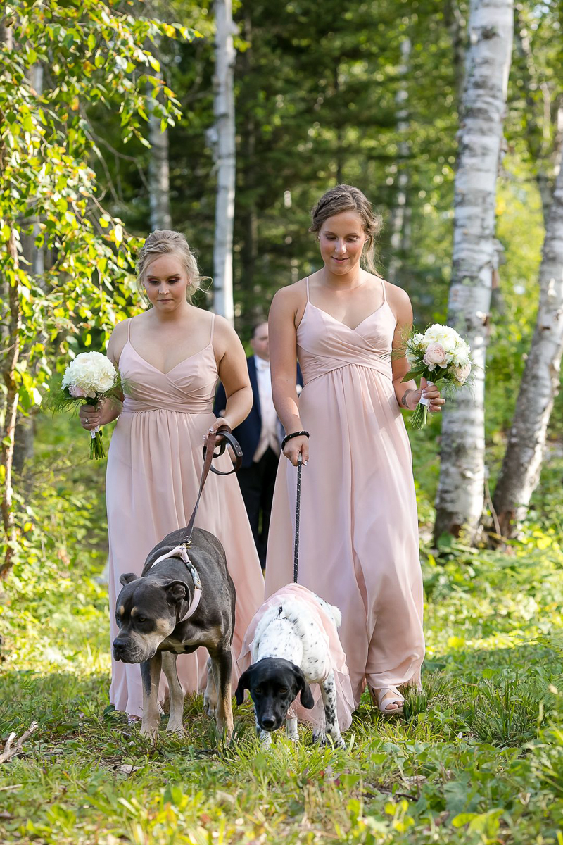 bridesmaids in blush dressing walking wedding dogs , dog-friendly wedding, ©Jeannine Marie Photography, Duluth, MN