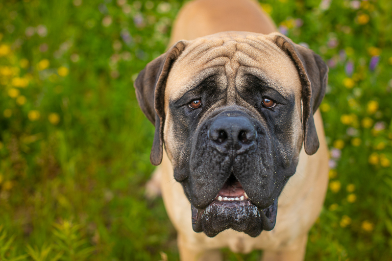 handsome Mastiff close up, creative dog photography ideas, summer pet portraits | ©K Schulz Photography,