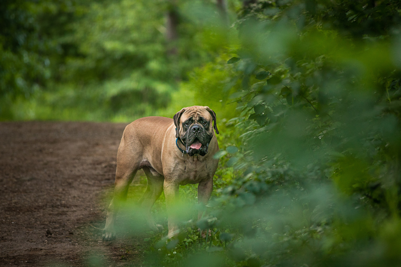 Mastiff on trail, slightly behind a tree, creative dog photography ideas | K Schulz Photography, Eagan, MN
