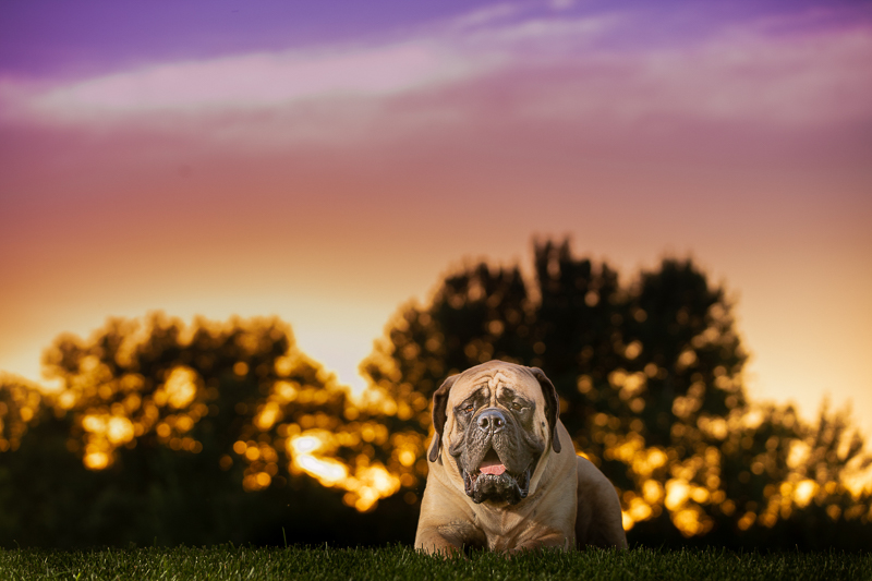 large Mastiff lying on grass at sunset ©K Schulz Photography | creative dog photography ideas, Eagan, Minnesota