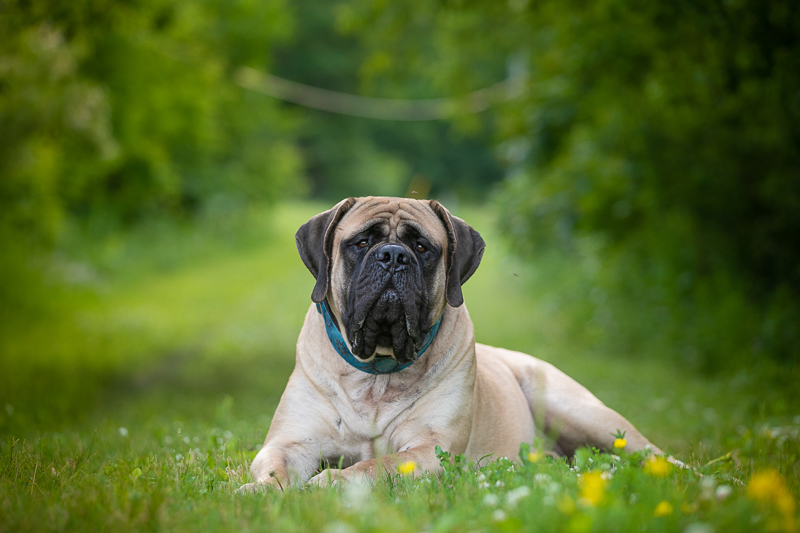 Large fawn Mastiff laying in the grass | K Schulz Photography, Eagan, MN