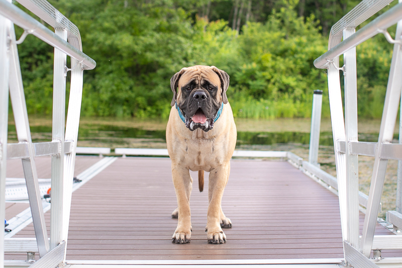 large dog standing on floating dock, ©K Schulz Photography, Lifestyle dog photography 