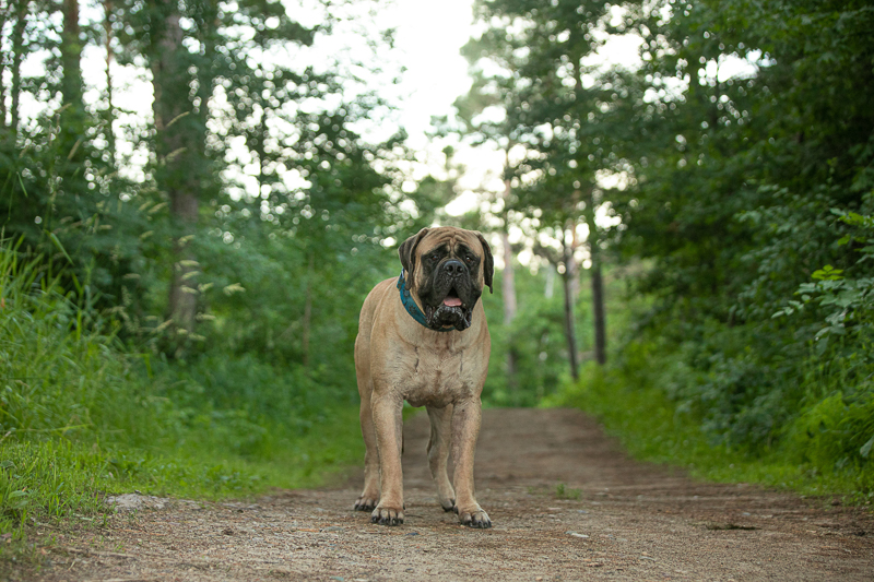 wet Mastiff on trail, ©K Schulz Photography | lifestyle dog photography ideas, Eagan, Minnesota