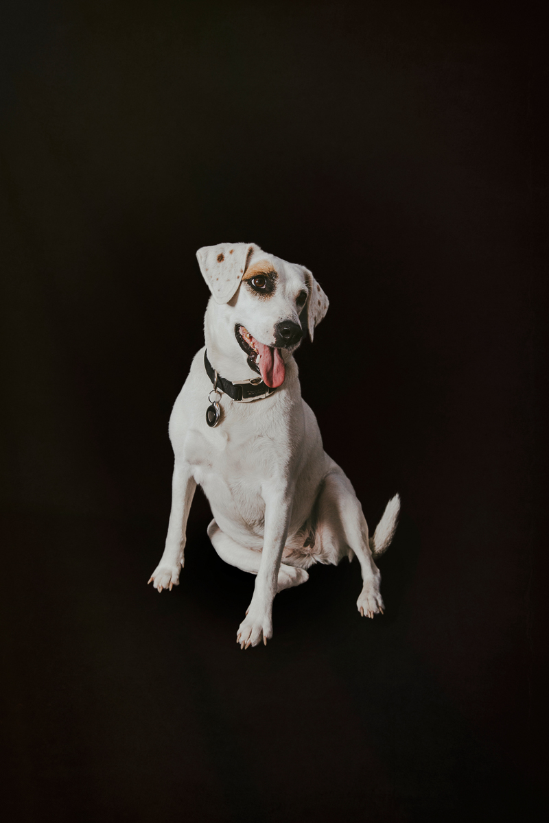 white dog with spots, Jack Russell/Beagle Mix, studio dog photography ideas©Trademark Photos by Tami McKenney, Sapulpa, Oklahoma