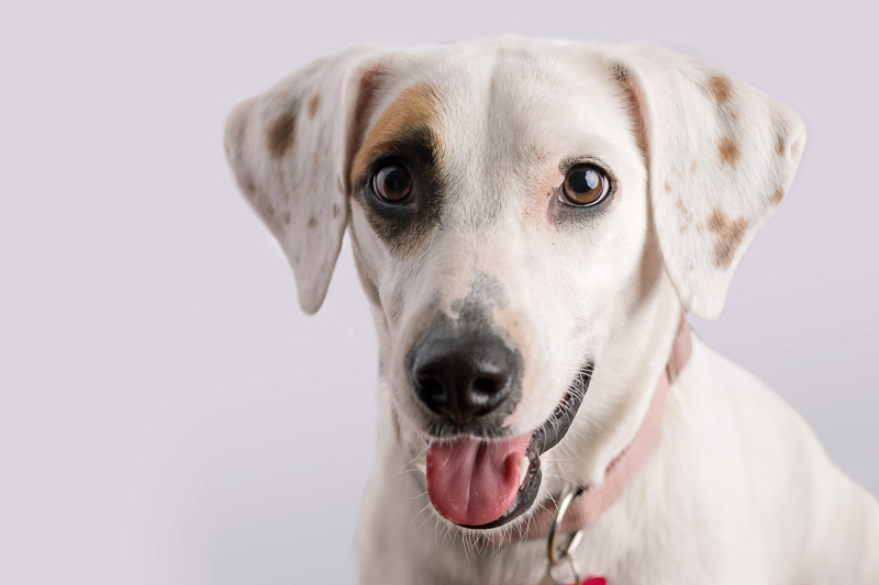 cute Beagle/Jack Russell Terrier mix, lifestyle and studio dog photography ©Trademark Photos by Tami McKenney, Sapulpa, Oklahoma
