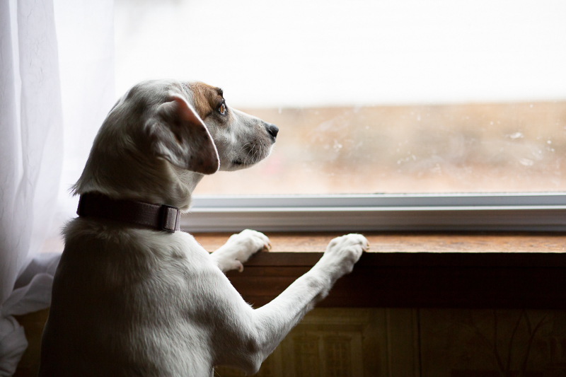 adorable Beagle/Jack Russell Terrier mix looking out the window | Trademark Photos by Tami McKenney