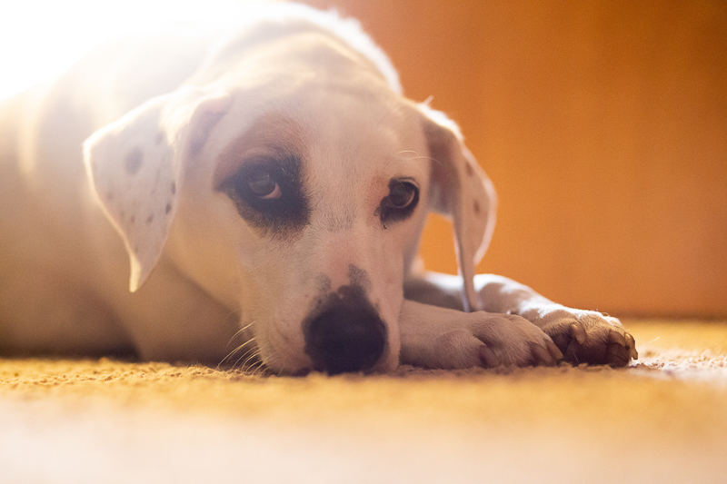 newly adopted pup resting on the floor ©Trademark Photos by Tami McKenney,