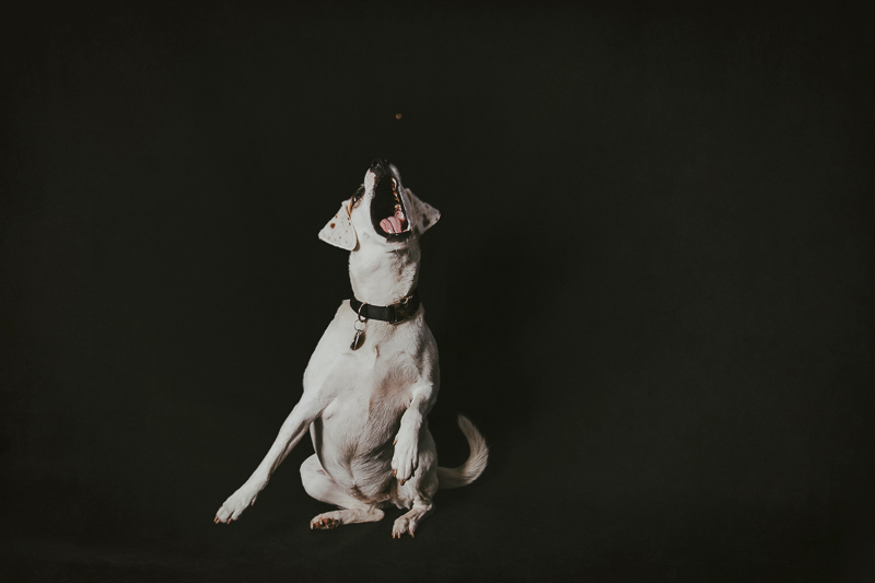 Beagle/Jack Russell Terrier mix catching treat, studio dog photography ideas | ©Trademark Photos by Tami McKenney, Sapulpa, Oklahoma