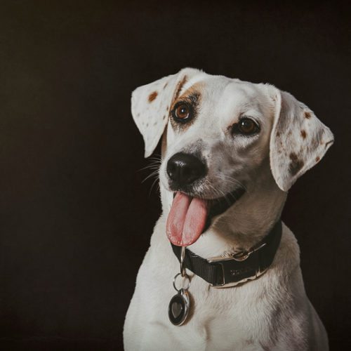 Happy Tails:  Sweetie the Beagle/Jack Russell Terrier Mix