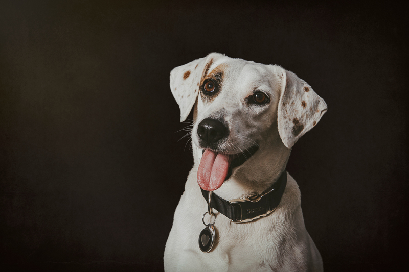 adorable white dog with spots against black background, studio dog portrait ideas | ©Trademark Photos by Tami McKenney, Sapulpa, Oklahoma