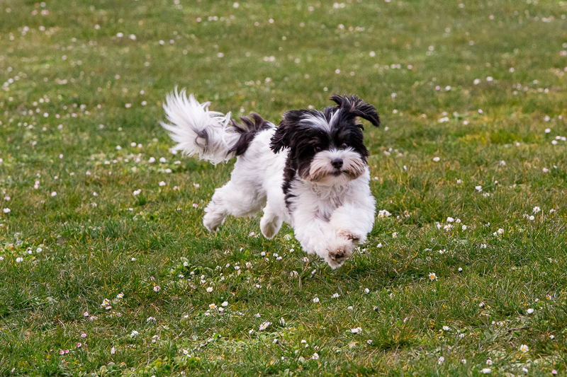 dog running through the grass, Magnuson Park, Seattle, WA | ©M Laine Photography
