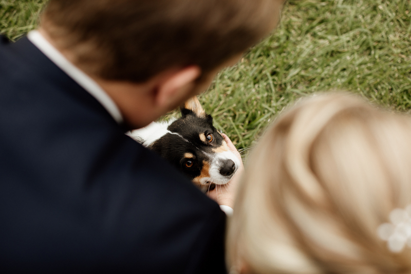 wedding dog photography ideas, cute pup looking up at bride and groom | © McKenzie Bigliazzi Photography