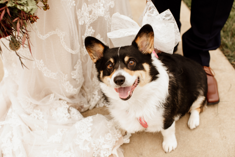 black, white, tan Corgi posing with bride and groom, dog-friendly wedding photos ©McKenzie Bigliazzi Photography