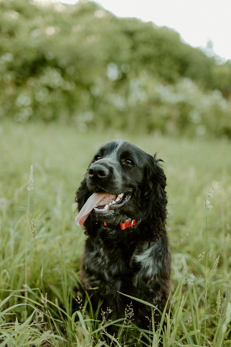 black English Cocker Spaniel, summer dog portraits ©Michaela Kessler Photography | Erie, Pennsylvania