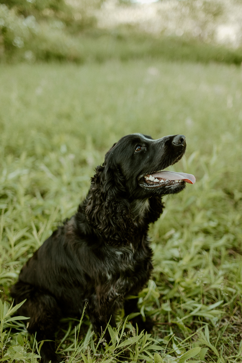 happy dog looking up, dog photography ideas, on location pet portraits | ©Michaela Kessler Photography | Erie, Pennsylvania