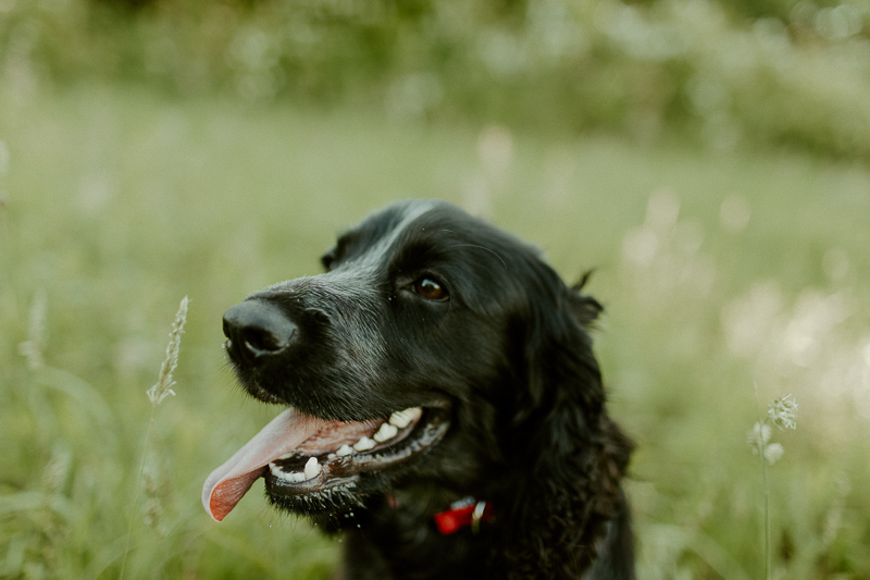 summer dog photography ideas, black spaniel in tall grass | ©Michaela Kessler Photography, northwestern PA