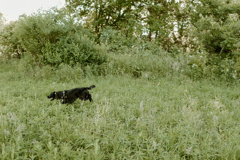 hunting dog running in field | ©Michaela Kessler Photography, northwestern PA pet portraits